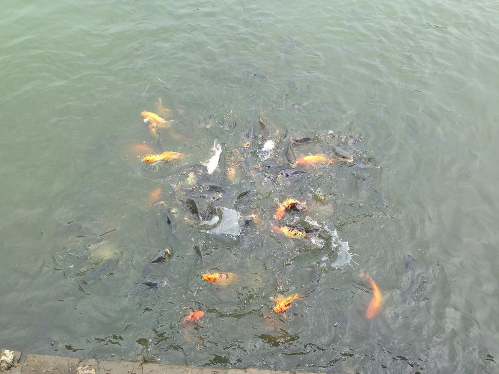 Tam Coc Homestay Ніньбінь Екстер'єр фото